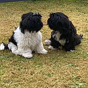 Ollie is registered to the contest to win money with this photo: dog, black_and_white, grass, playground, stick, tug_of_war, outdoor, pet, animal, fur, cute, playful, two_animals, sitting, nature, daylight, small_dog, friendship, companions, play