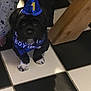 Ollie is registered to the contest to win money with this photo: puppy, dog, party_hat, blue, bandana, black_and_white, floor, checkered_floor, wooden_table_leg, pajamas, stars_pattern, indoor, pet, cute, small_dog, animal, celebration, birthday, foot, tile_floor