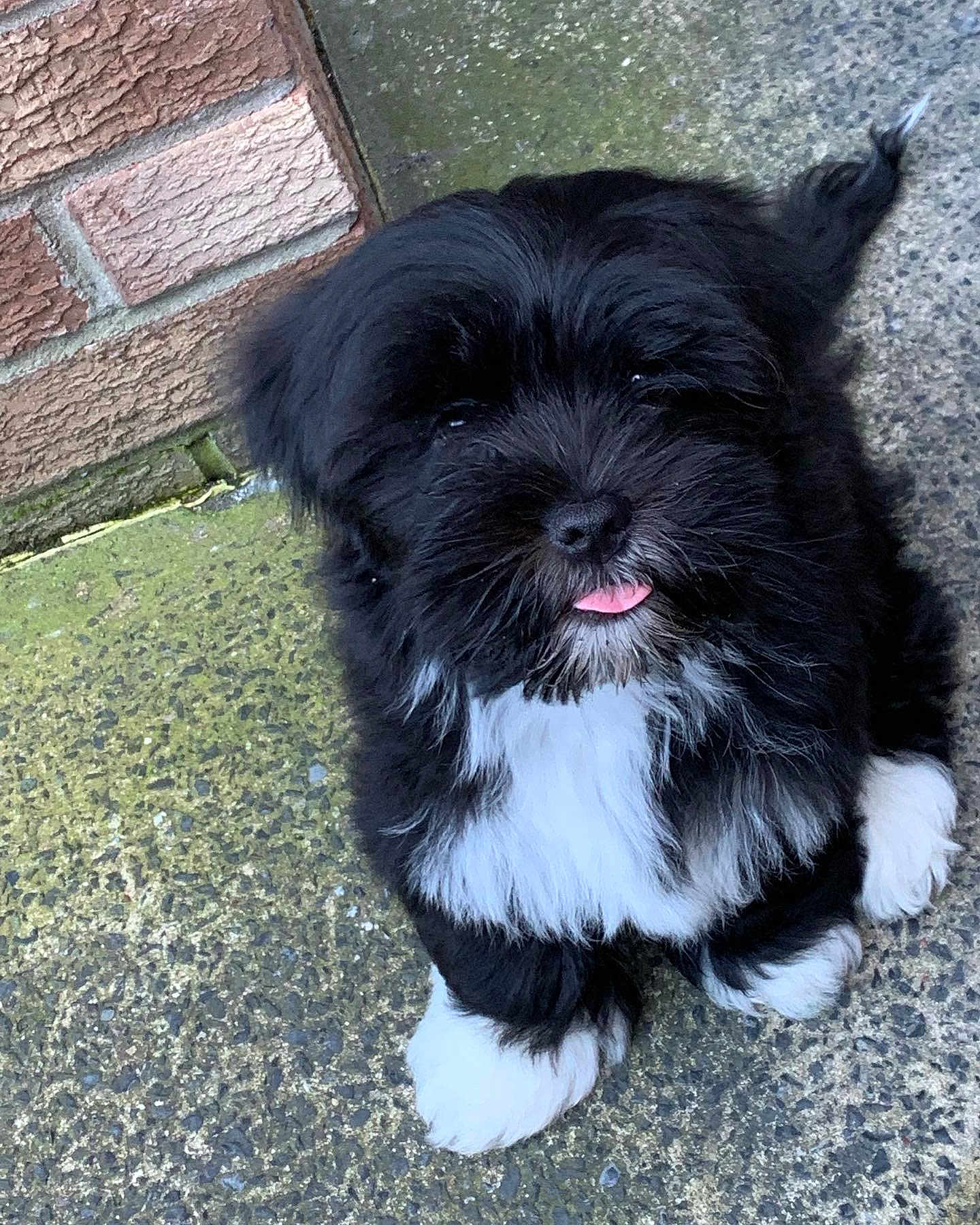 Ollie