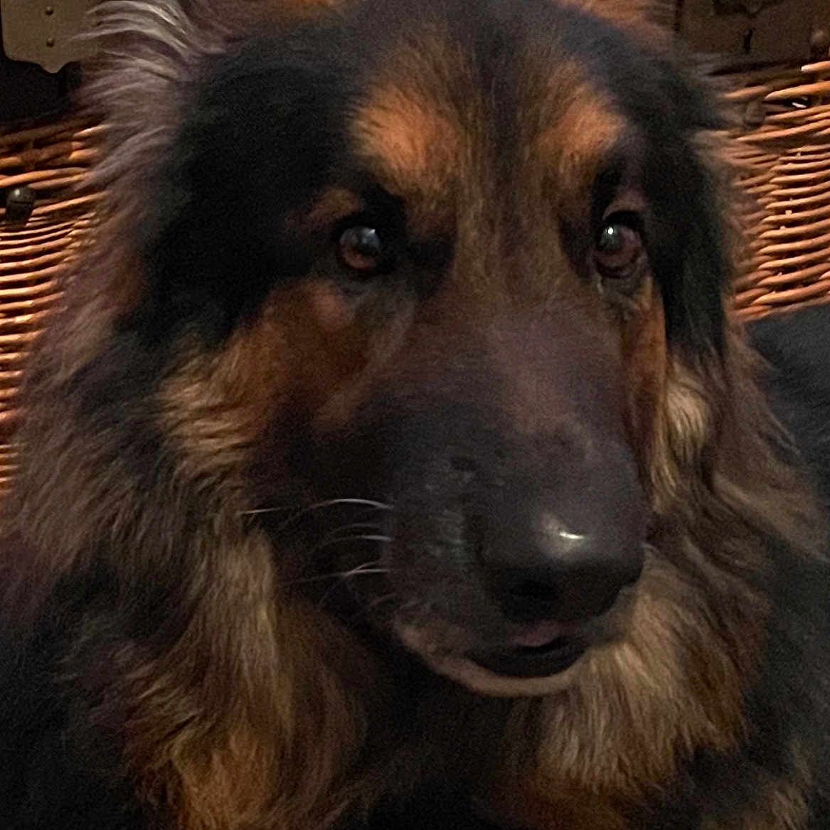 Nuts participe au concours pour gagner de l'argent avec cette photo : dog, german_shepherd, pet, animal, close_up, fur, ears, face, wicker, basket, indoor, portrait, brown, black, eyes, nose, whiskers, canine, furry, companion