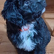 Remi And Raven joined the competition — help win amazing prizes! adorable, animal, black_and_white, bone_shaped_tag, collar, companion, curious, cute, dog, domestic_animal, fur, furry, indoor, looking_up, pet, puppy, sitting, tag, wooden_floor, young_dog