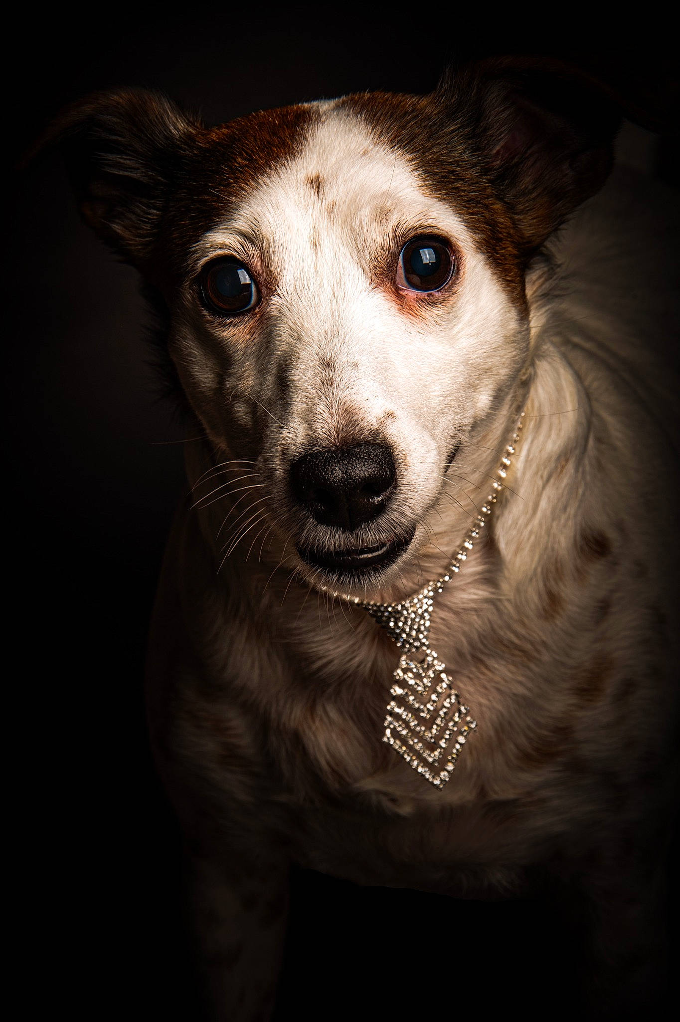 Belle a rejoint le concours — aidez-le/la à gagner de superbes lots ! canidae, carnivore, companion_dog, darkness, dog, dog_breed, eyelash, fawn, flash_photography, fur, non_sporting_group, red_eye_effect, snout, sporting_group, street_dog, terrestrial_animal, whiskers, working_animal