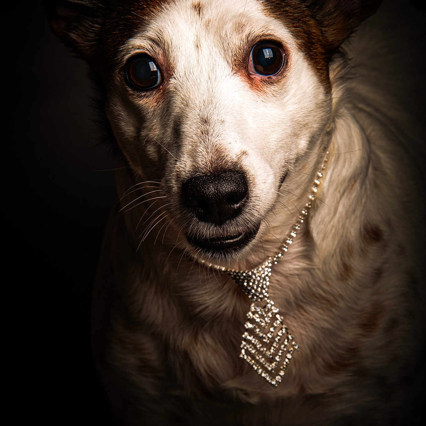 Belle