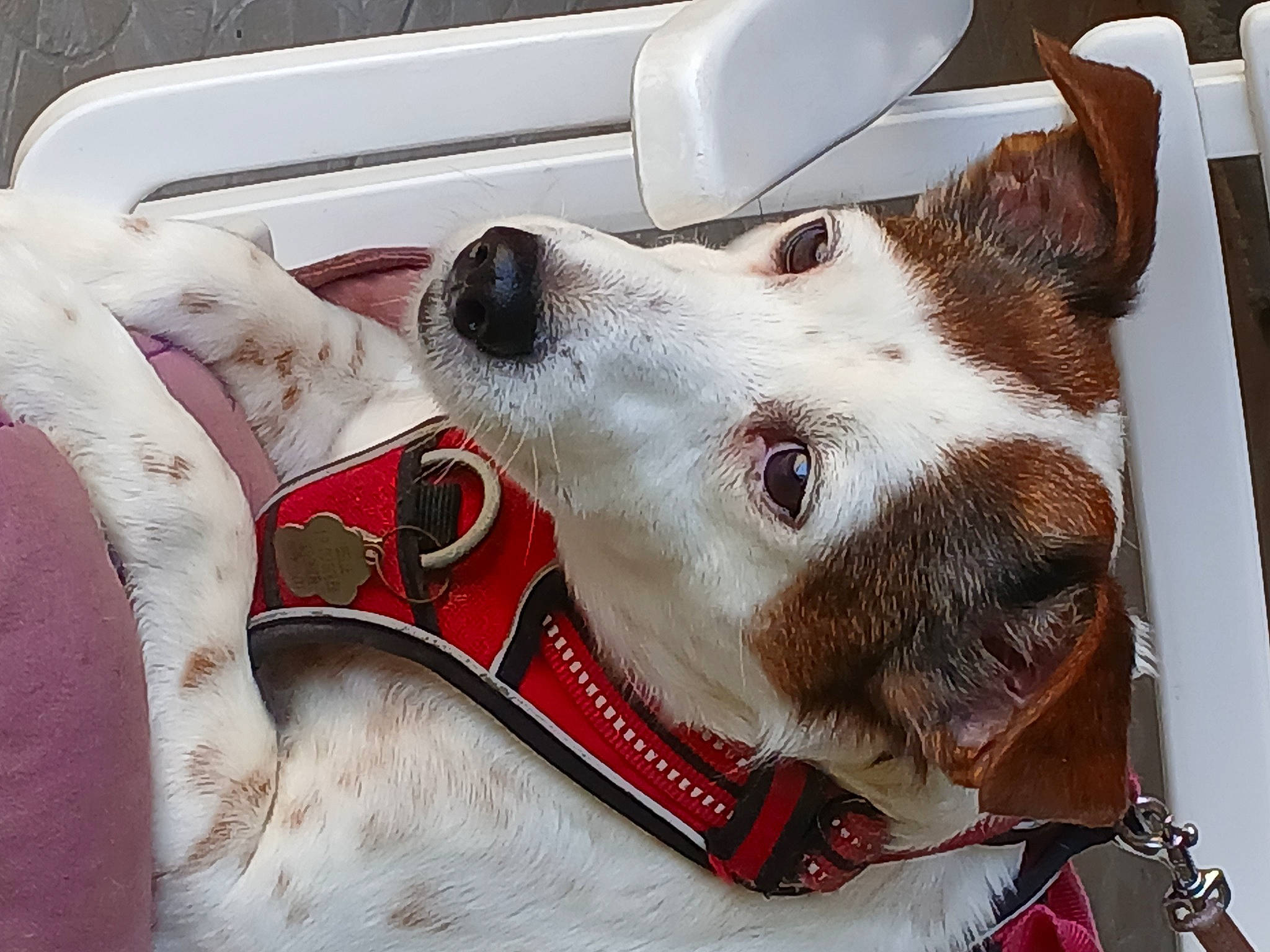 Belle participe au concours pour gagner de l'argent avec cette photo : aircraft, canidae, carnivore, collar, comfort, companion_dog, dog, dog_breed, dog_collar, dog_supply, fawn, fur, giant_dog_breed, metal, non_sporting_group, pet_supply, snout, sporting_group, whiskers, working_animal