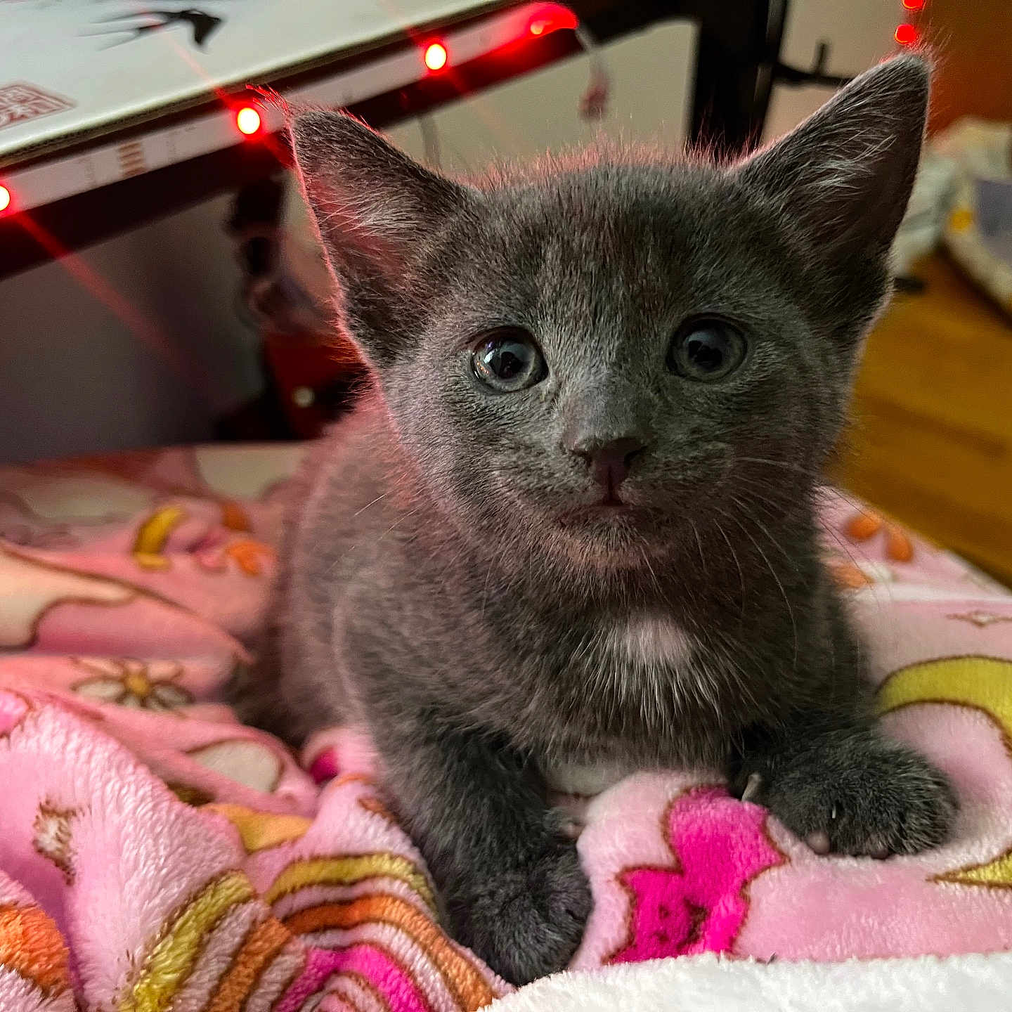 Ashe joined the competition — help win amazing prizes! animal, background, bedroom, blanket, comfort, cozy, cute, ears, eyes, feline, fur, gray_cat, indoor, kitten, lights, paw, pet, pink, resting, soft