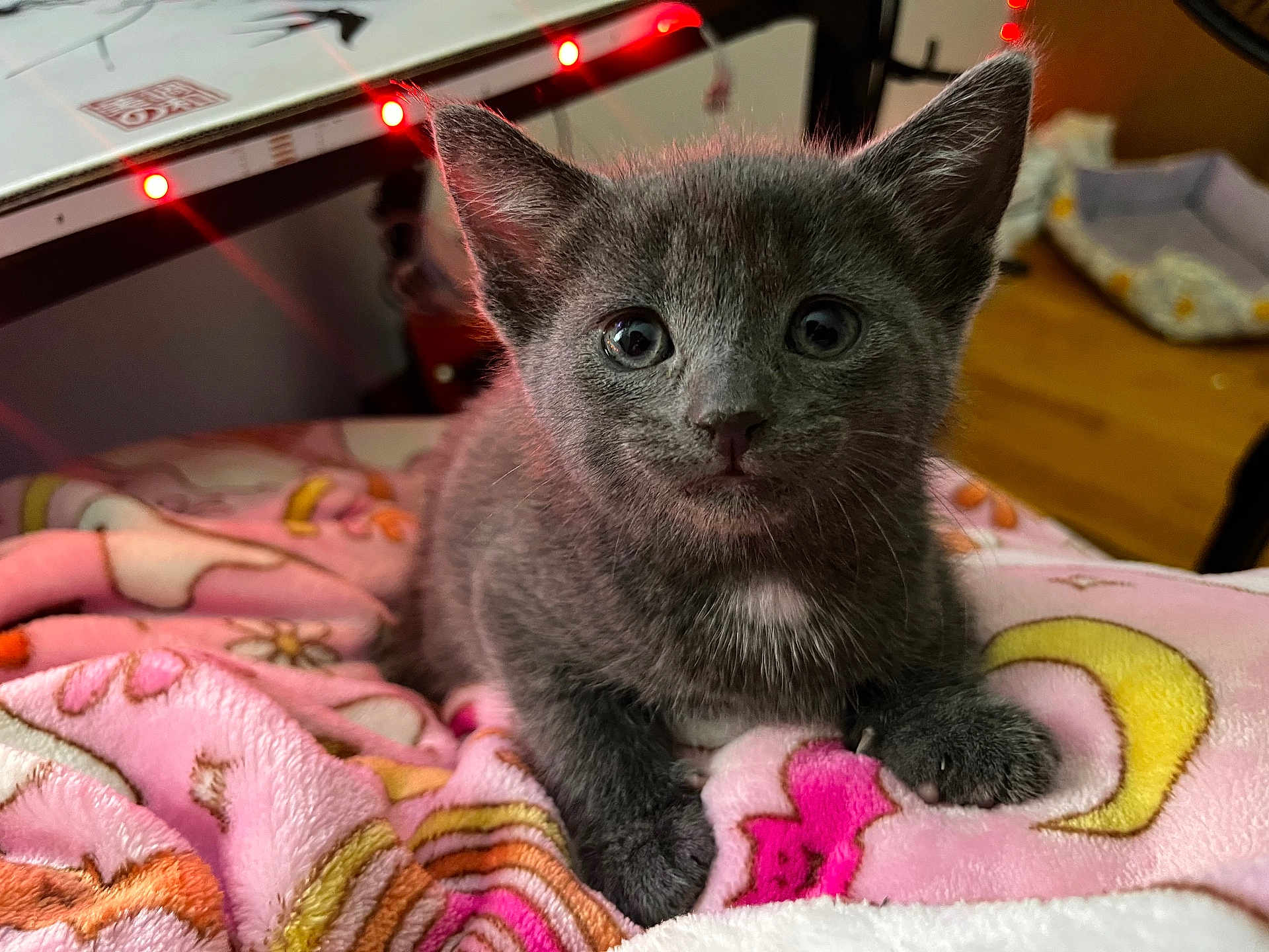 Ashe joined the competition — help win amazing prizes! kitten, gray_cat, blanket, pink, indoor, cozy, cute, pet, animal, feline, fur, ears, eyes, paw, resting, soft, comfort, background, lights, bedroom