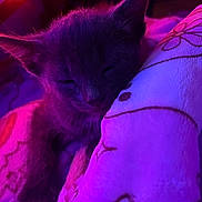 Ashe joined the competition — help win amazing prizes! kitten, sleeping, blanket, purple_light, pink_light, cozy, fur, pet, animal, soft, cute, indoors, resting, closeup, warm, feline, snuggle, comfort, peaceful, nightlight