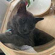 Neko participe au concours pour gagner de l'argent avec cette photo : cat, gray_cat, pet, wooden_enclosure, circular_structure, indoor, cozy, relaxed, fur, animal, domed_cover, towel, contemplative, closeup, feline, resting, collar, tag, quiet, home