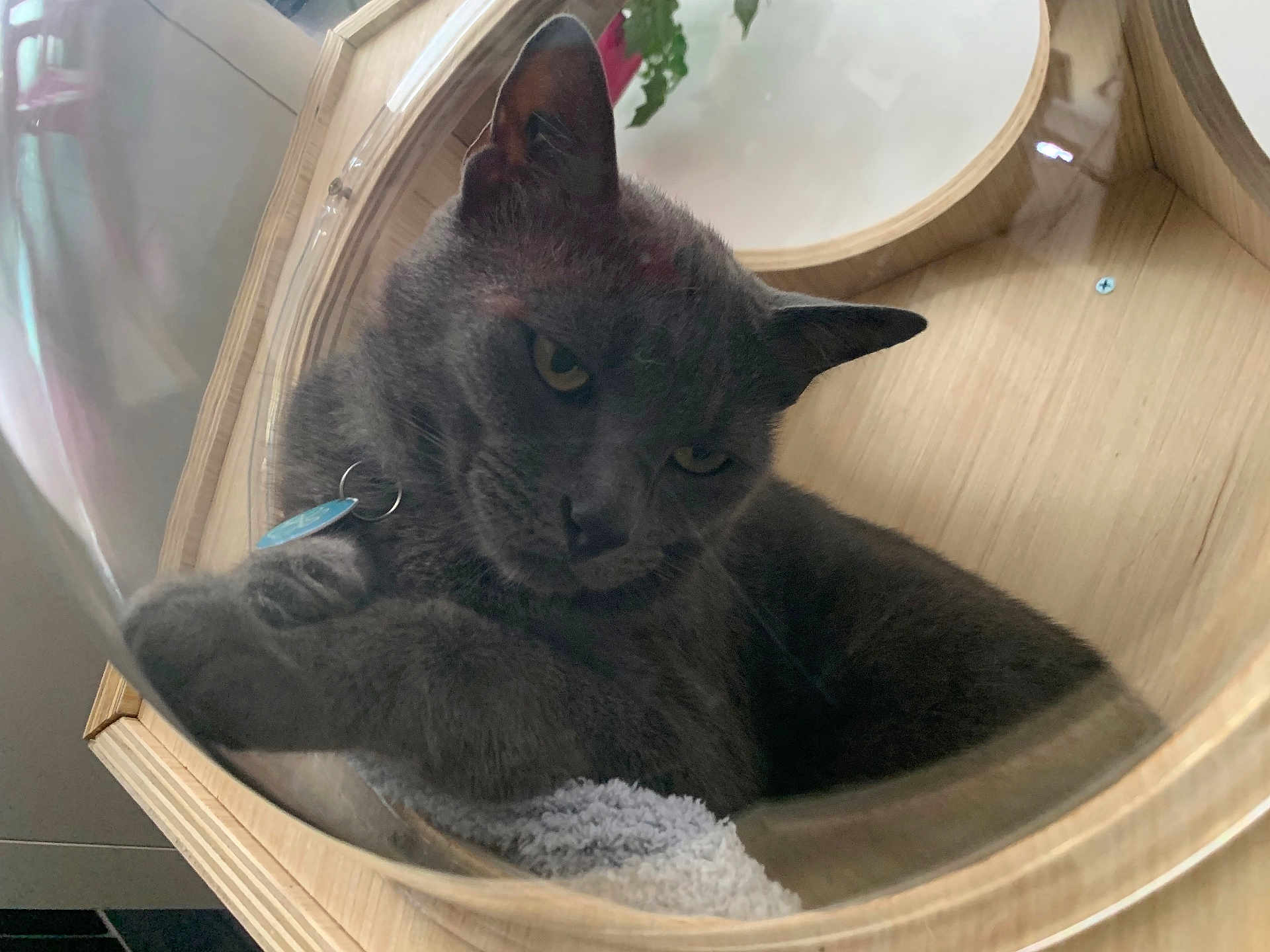 Neko participe au concours pour gagner de l'argent avec cette photo : cat, gray_cat, pet, wooden_enclosure, circular_structure, indoor, cozy, relaxed, fur, animal, domed_cover, towel, contemplative, closeup, feline, resting, collar, tag, quiet, home