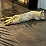 Aslan participe au concours pour gagner de l'argent avec cette photo : dog, white_dog, lying_down, floor, tile_floor, shadow, plant_shadow, bookshelf, books, indoor, relaxed, pet, canine, fur, quiet, resting, home, animal, companion, cozy