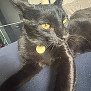 Minuit participe au concours pour gagner de l'argent avec cette photo : black_cat, cat, pet, yellow_eyes, collar, indoor, feline, fur, whiskers, relaxed, alert, close_up, animal, mammal, domestic_animal, lounge, blue_surface, ear, tag, fur_texture