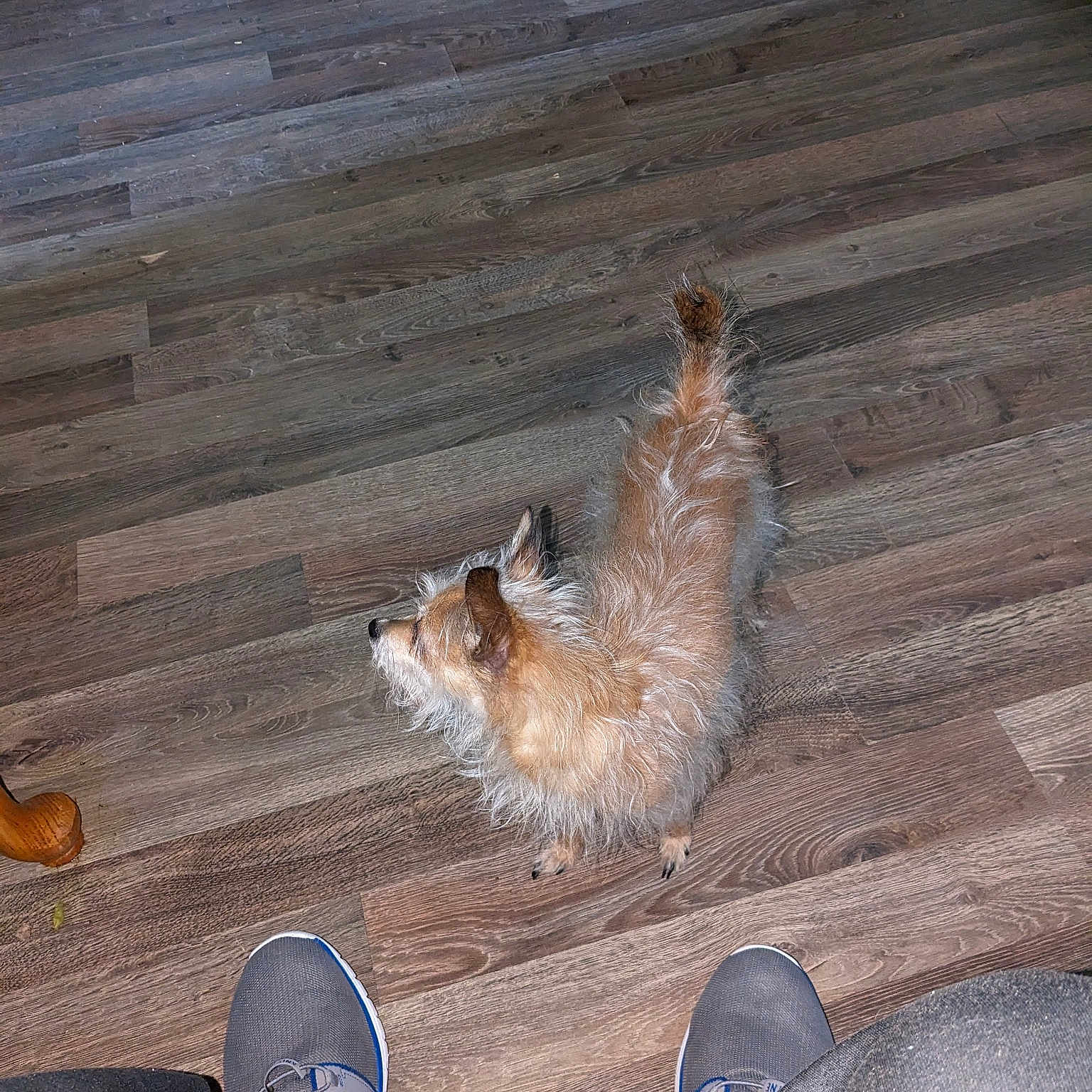 Buddy