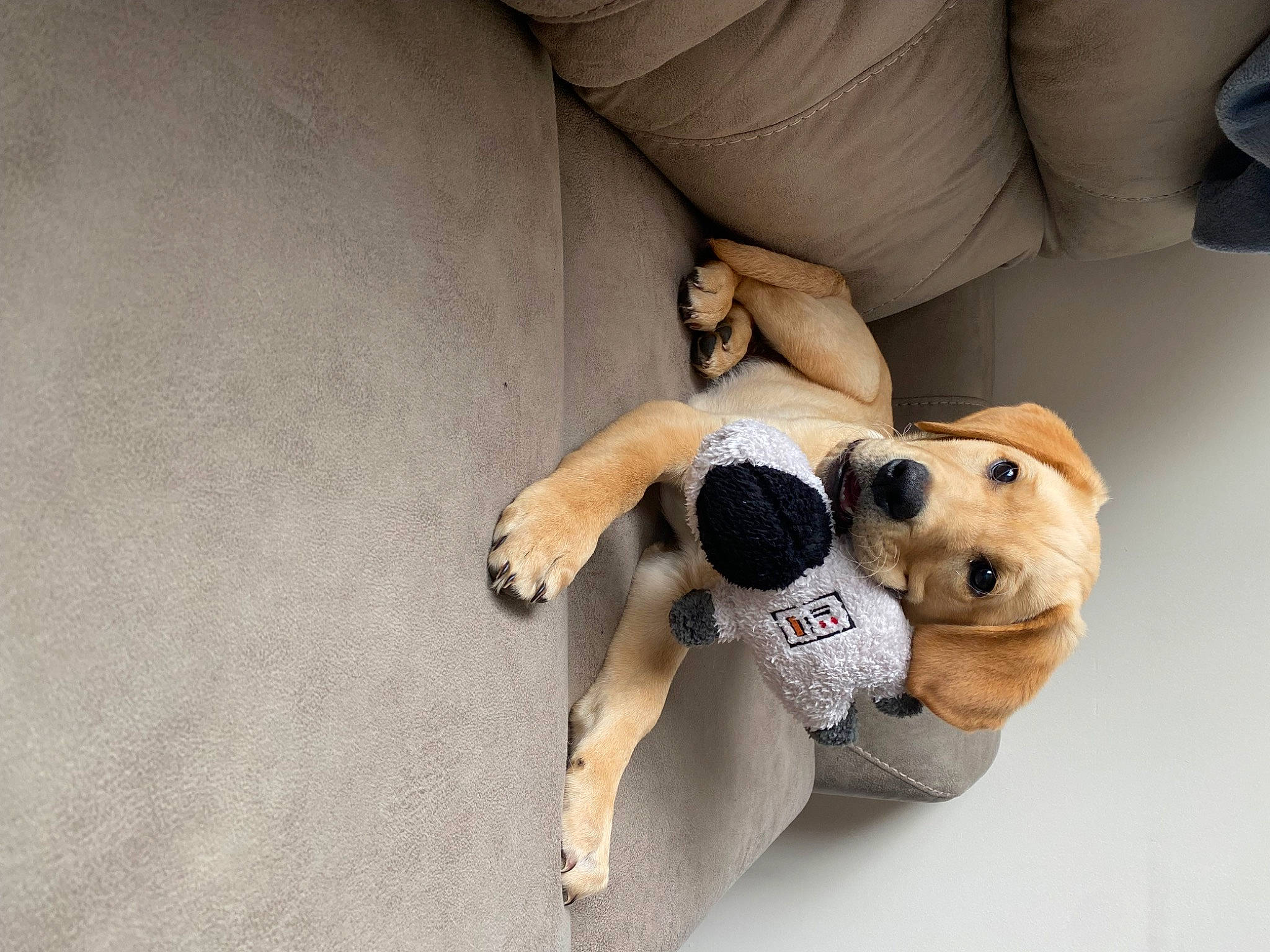 Russell joined the competition — help win amazing prizes! ball, carnivore, comfort, companion_dog, dog, dog_breed, doll, fawn, football, human_body, knee, mammal, snout, sporting_group, stuffed_toy, tail, teddy_bear, toy, watch, wood
