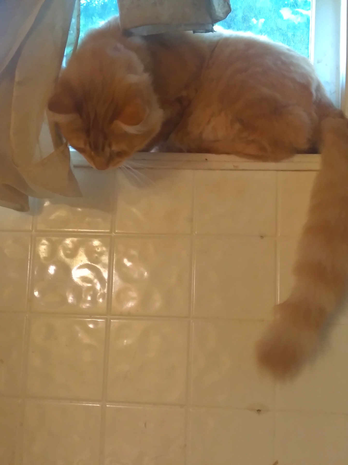 Fluffers