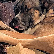 Jade is registered to the contest to win money with this photo: dog, sleeping, couch, indoor, relaxed, tongue_out, brown_fur, close_up, pet, domestic_animal, cozy, furniture, resting, canine, tired, home, animal, comfort, laid_back, living_room