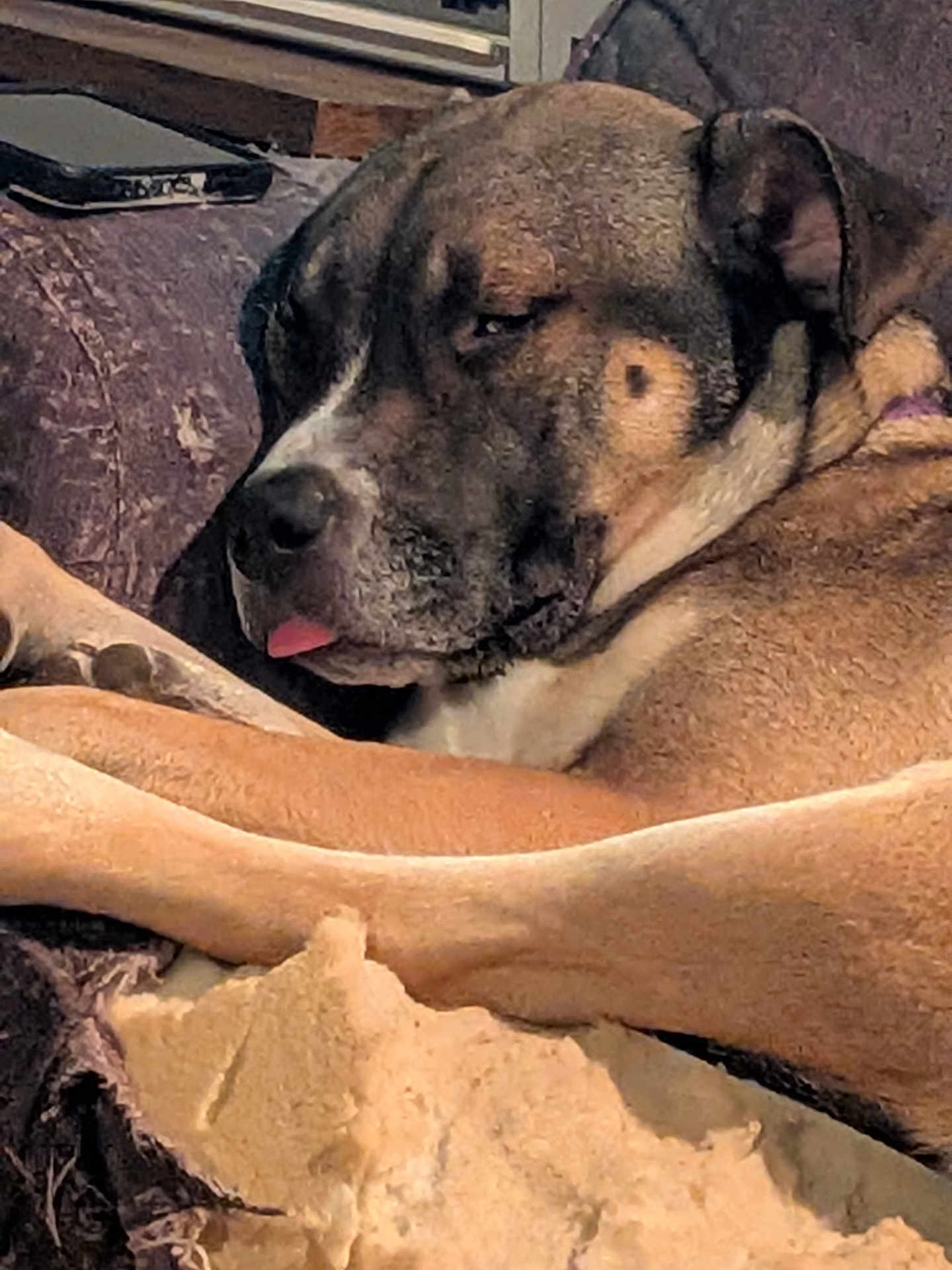 Jade is registered to the contest to win money with this photo: dog, sleeping, couch, indoor, relaxed, tongue_out, brown_fur, close_up, pet, domestic_animal, cozy, furniture, resting, canine, tired, home, animal, comfort, laid_back, living_room