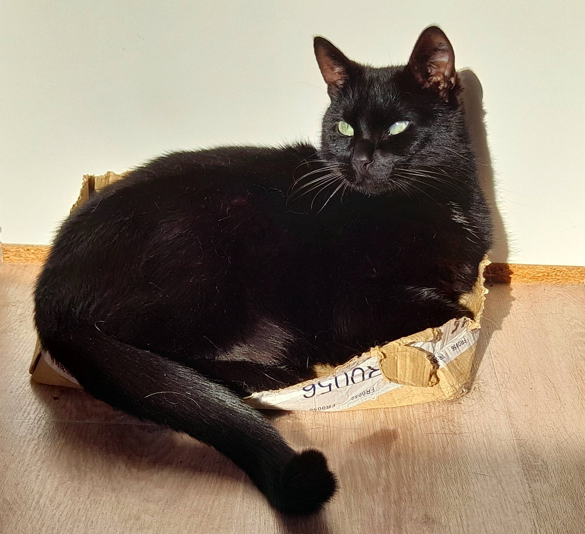 Sweety a rejoint le concours — aidez-le/la à gagner de superbes lots ! black_cat, bombay, carnivore, cat, claw, comfort, domestic_short_haired_cat, eye, felidae, fur, havana_brown, paw, sitting, small_to_medium_sized_cats, tail, terrestrial_animal, whiskers