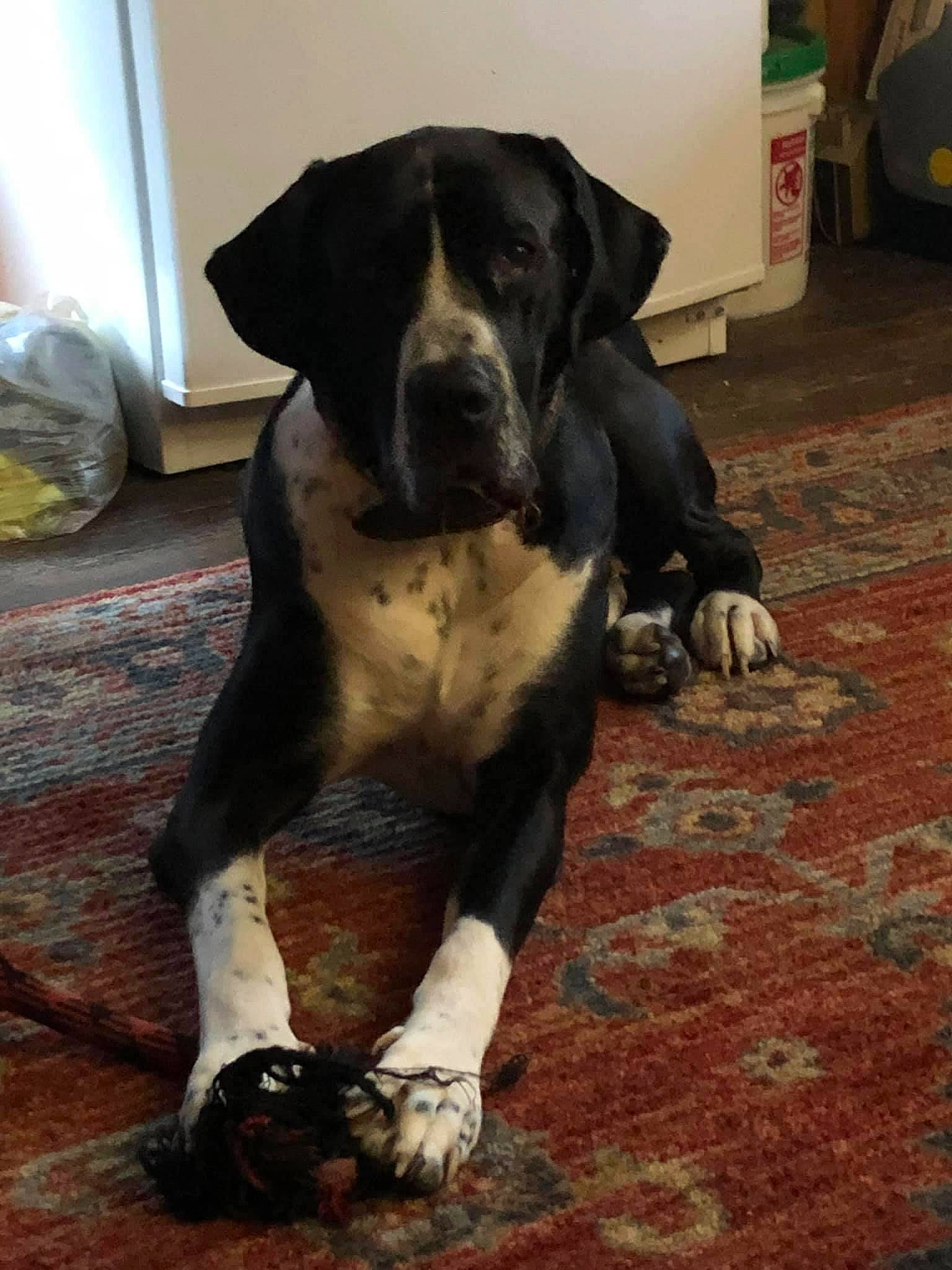 Octo is registered to the contest to win money with this photo: borador, bored, canidae, carnivore, companion_dog, dog, dog_breed, fawn, floor, flooring, fur, guard_dog, hardwood, molosser, non_sporting_group, tail, terrestrial_animal, wood, working_animal, working_dog