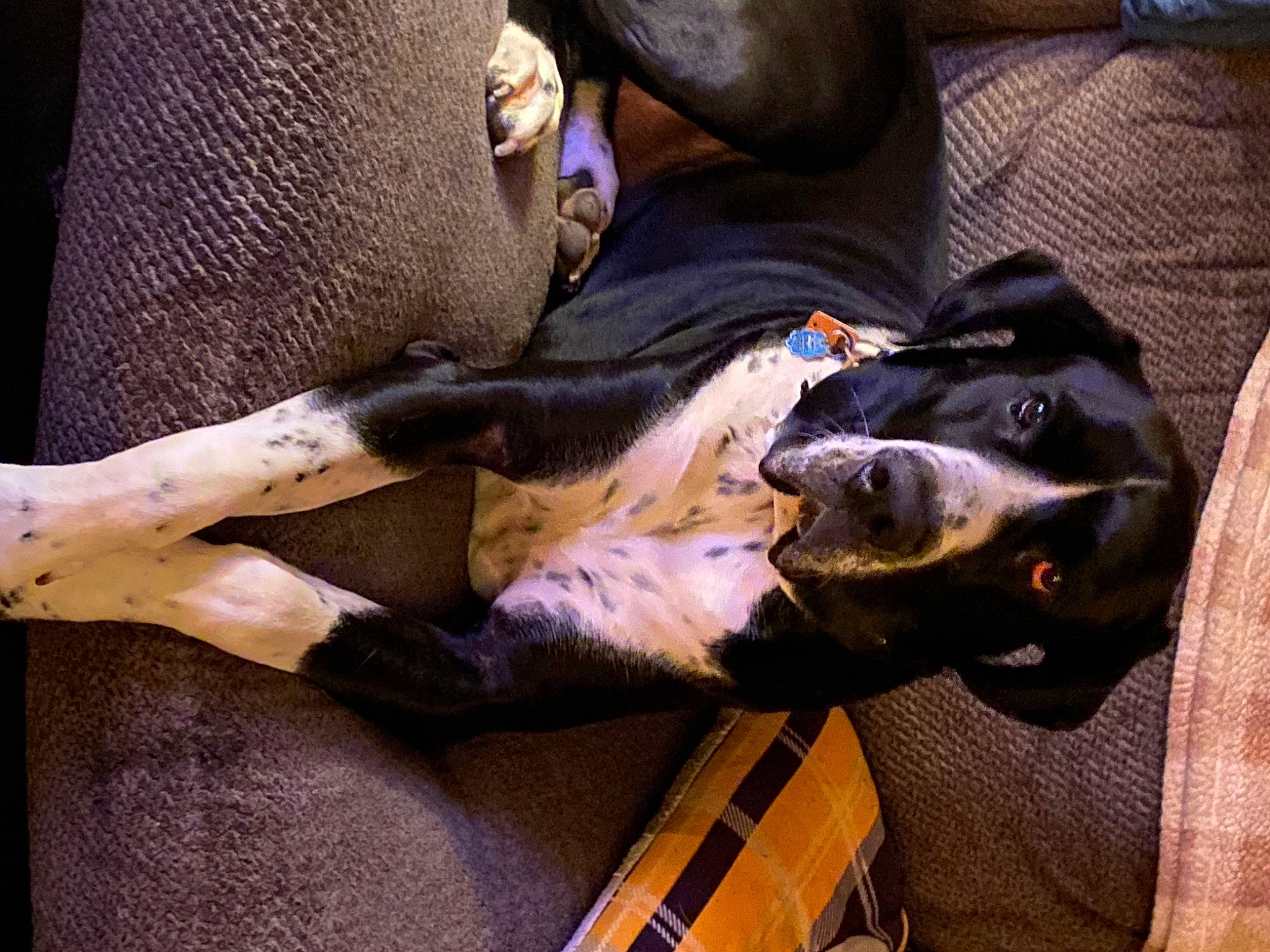 Octo is registered to the contest to win money with this photo: canidae, carnivore, comfort, companion_dog, dog, dog_breed, fawn, fur, guard_dog, human_leg, nail, snout, sporting_group, working_animal, working_dog, wrist