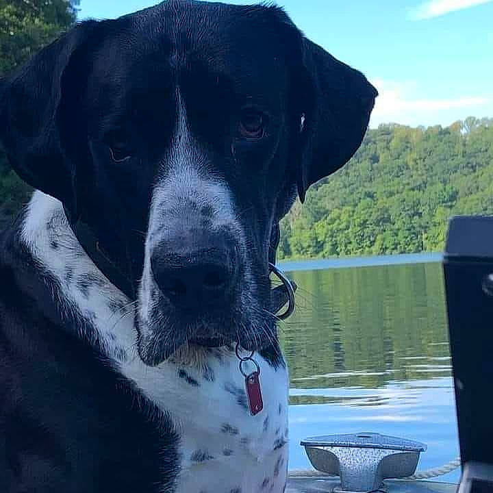 Octo joined the competition — help win amazing prizes! carnivore, cloud, collar, companion_dog, dog, dog_breed, dog_collar, lake, mammal, plant, serveware, sky, snout, sporting_group, tableware, tree, vertebrate, water, whiskers, working_animal