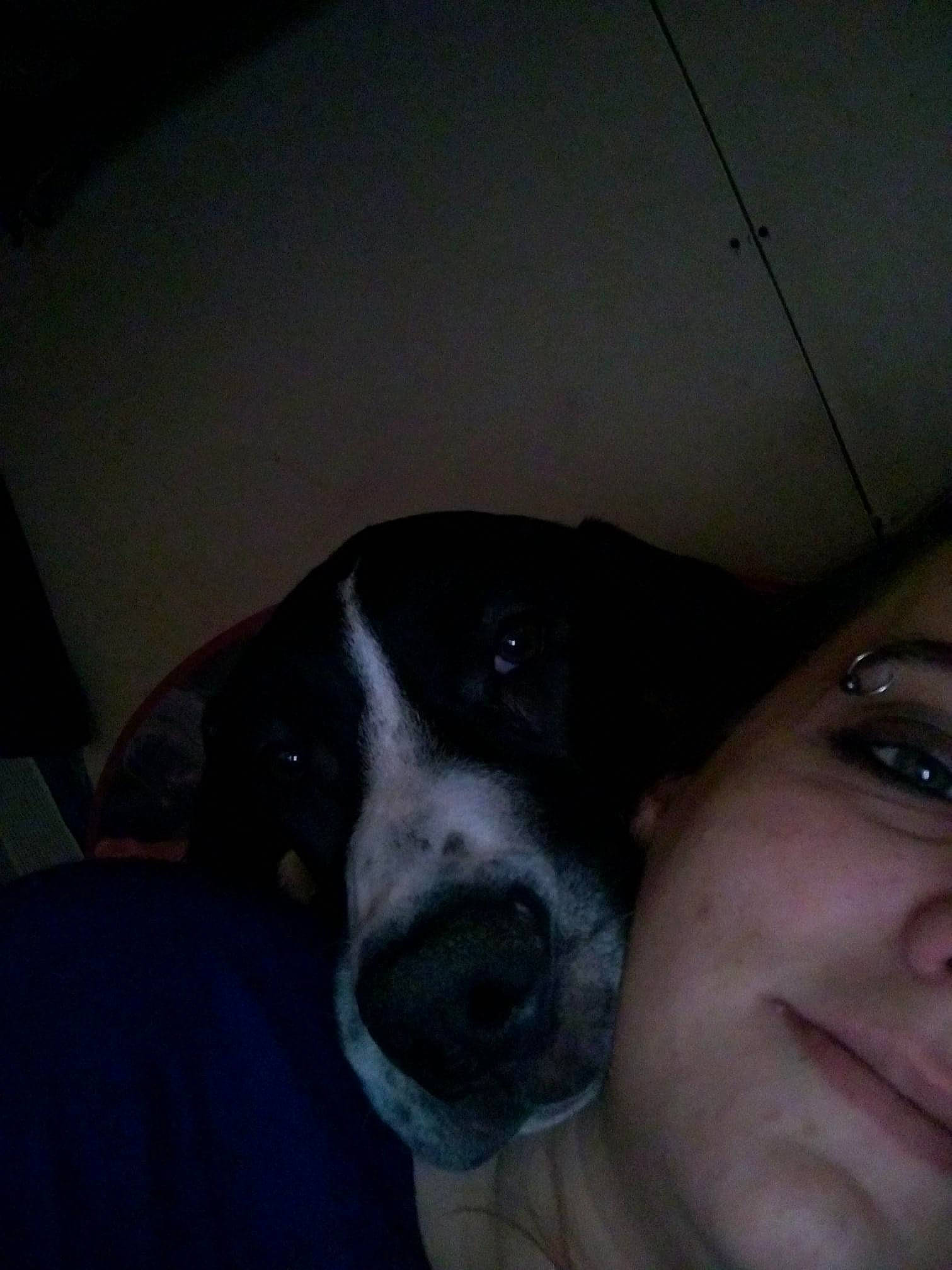 Octo is registered to the contest to win money with this photo: carnivore, comfort, companion_dog, dog, dog_breed, ear, fur, guard_dog, happy, night, non_sporting_group, nose, puppy, puppy_love, selfie, smile, sporting_group, whiskers, working_animal