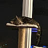 Coquillette a rejoint le concours — aidez-le/la à gagner de superbes lots ! cat, tabby, sleeping, cat_tree, perch, indoor, night, window, dark, feline, pet, cozy, resting, animal, domestic_cat, fur, whiskers, tail, quiet, relaxation
