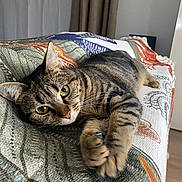 Coquillette a rejoint le concours — aidez-le/la à gagner de superbes lots ! cat, tabby, pet, animal, indoor, blanket, patterned, stretching, relaxed, feline, curious, paws, closeup, home, cozy, fur, whiskers, yellow_eyes, resting, comfort