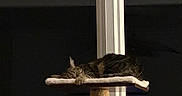 Coquillette a rejoint le concours — aidez-le/la à gagner de superbes lots ! animal, cat, cat_tree, cozy, domestic, feline, fur, home, indoor, napping, night, paw, perch, pet, quiet, relaxed, resting, sleeping, tabby, whiskers