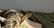 Coquillette a rejoint le concours — aidez-le/la à gagner de superbes lots ! cat, tabby_cat, book, sticky_note, bed, blanket, sunlight, yellow_eyes, relaxing, indoor, pet, fur, whiskers, sleepy, cozy, resting, closeup, reading, literature, quiet