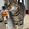 Coquillette a rejoint le concours — aidez-le/la à gagner de superbes lots ! cat, tabby, animal, pet, table, hand, nail_polish, halloween, chocolate, lollipop, pumpkin, indoor, curious, feline, striped, brown, yellow_eyes, wooden_surface, decor, closeup