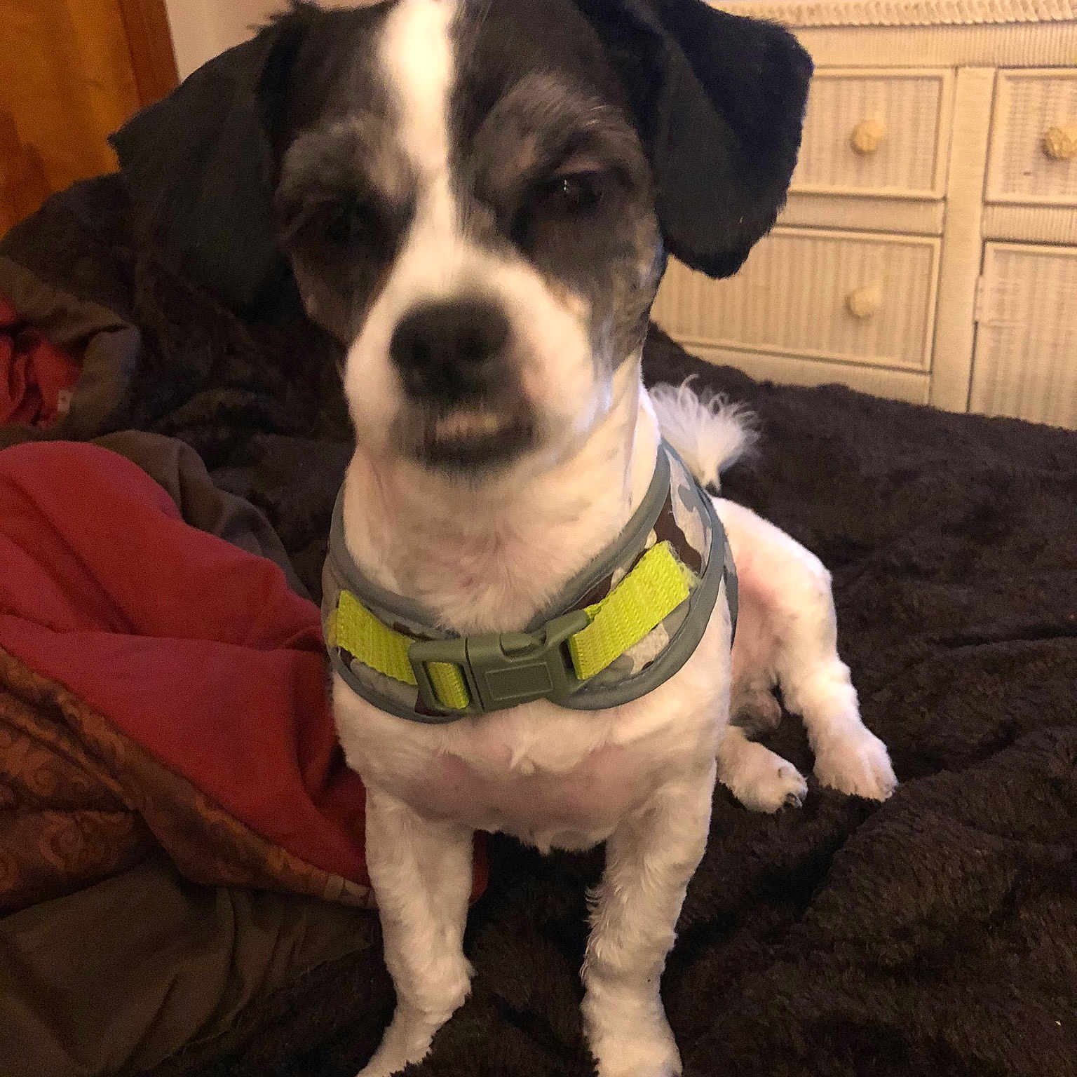 Oreo