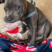 Alfie is registered to the contest to win money with this photo: animal, blanket, boxer, bulldog, canine, couch, cushion, dog, furniture, homedecor, hound, linen, pet, pitbull, plush, puppy, quilt, snout, text, toy