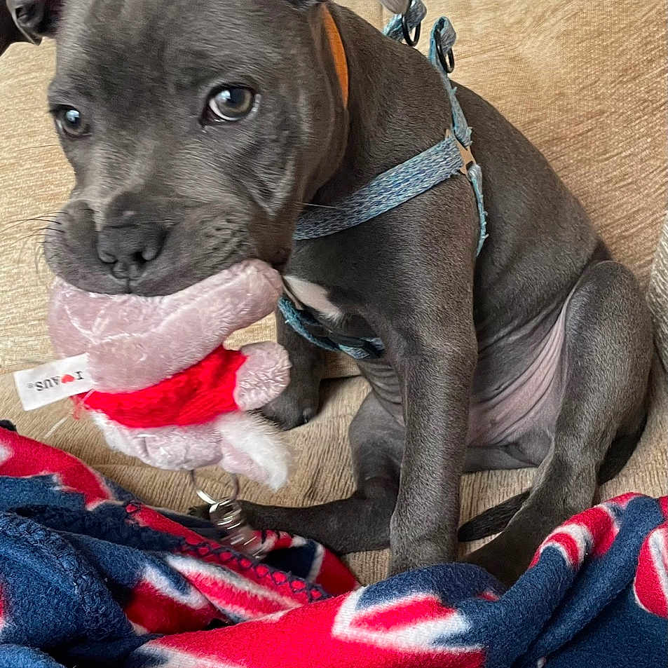 Alfie is registered to the contest to win money with this photo: animal, blanket, boxer, bulldog, canine, couch, cushion, dog, furniture, homedecor, hound, linen, pet, pitbull, plush, puppy, quilt, snout, text, toy