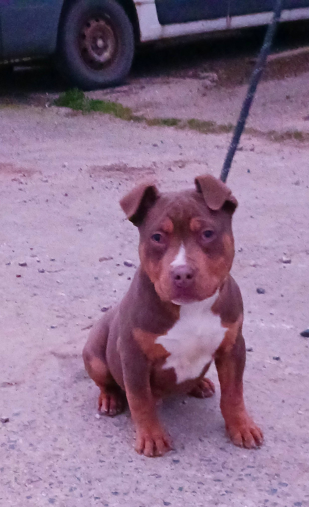 Tarzan is registered to the contest to win money with this photo: automotive_tire, canidae, carnivore, collar, companion_dog, dog, dog_breed, dog_collar, fawn, fender, liver, road_surface, snout, sporting_group, terrestrial_animal, tire, tire_care, tread, wheel, working_animal