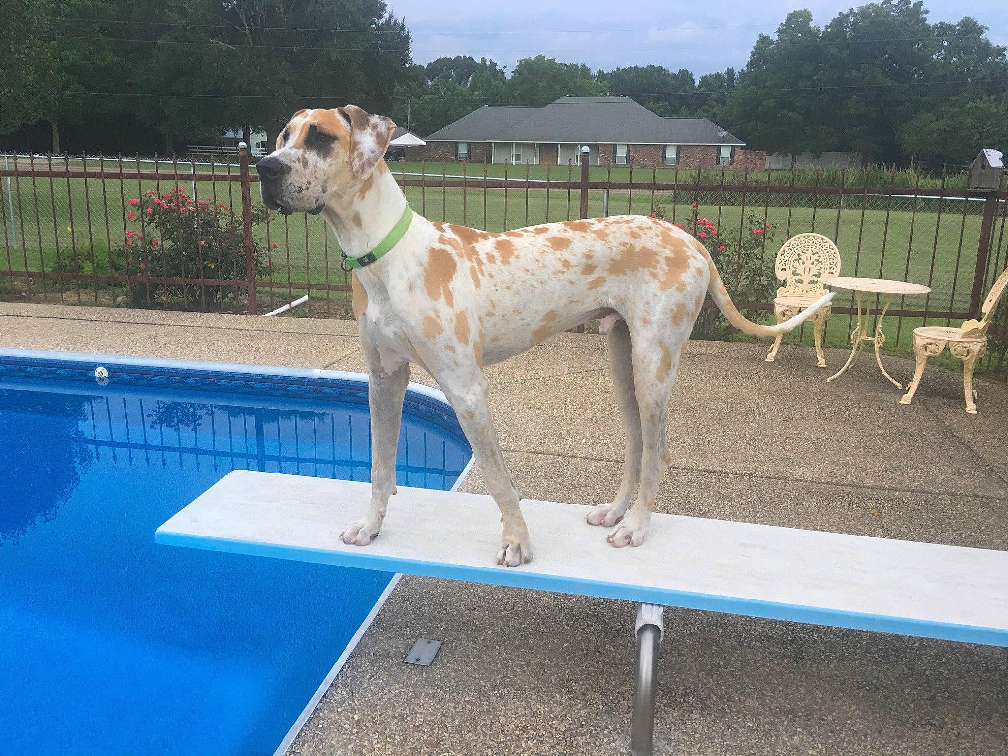 Nugget joined the competition — help win amazing prizes! carnivore, chair, cloud, collar, companion_dog, composite_material, dog, dog_breed, dog_collar, dog_supply, fawn, grass, gun_dog, plant, sighthound, sky, sporting_group, tree, water, working_animal