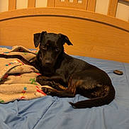 Layla joined the competition — help win amazing prizes! dog, bed, blanket, wooden_headboard, blue_bedspread, indoor, pet, resting, lying_down, curious, black_dog, canine, furniture, home, comfort, relaxation, domestic, animal, cozy, quiet