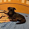 dog, bed, blanket, wooden_headboard, blue_bedspread, indoor, pet, resting, lying_down, curious, black_dog, canine, furniture, home, comfort, relaxation, domestic, animal, cozy, quiet