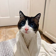 Zeus joined the competition — help win amazing prizes! cat, towel, blue_eyes, indoor, pet, curious, white, brown, black, pink_nose, floor, kitchen, cabinet, animal, fur, whiskers, portrait, close_up, cozy, cute