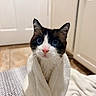 cat, towel, blue_eyes, indoor, pet, curious, white, brown, black, pink_nose, floor, kitchen, cabinet, animal, fur, whiskers, portrait, close_up, cozy, cute