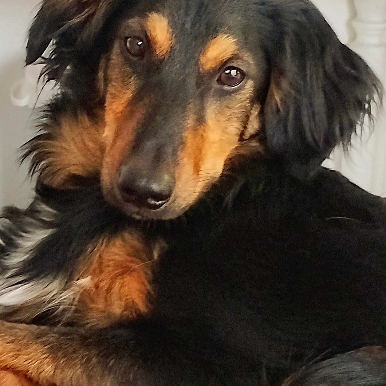 Vicky participe au concours pour gagner de l'argent avec cette photo : afghanhound, airedale, animal, beagle, canine, cockerspaniel, collie, dog, germanshepherd, goldenretriever, hound, indoors, labradorretriever, newfoundland, papillon, pet, puppy, slate, snout, terrier
