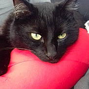 Mahafaly Dit Doudou a rejoint le concours — aidez-le/la à gagner de superbes lots ! animal, black_cat, cat, close_up, comfort, cozy, cushion, domestic_cat, ears, feline, fur, green_eyes, indoor, pet, red_cushion, relaxed, resting, sleepy, sofa, whiskers