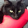 animal, black_cat, cat, close_up, comfort, cozy, cushion, domestic_cat, ears, feline, fur, green_eyes, indoor, pet, red_cushion, relaxed, resting, sleepy, sofa, whiskers