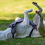 dog, white_dog, grass, outdoor, pet, canine, harness, playful, sunlight, nature, animal, greenery, relaxing, park, daytime, mammal, lying_down, fun, happy, grass_field