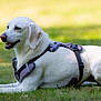 Ovana participe au concours pour gagner de l'argent avec cette photo : dog, white_dog, outdoor, grass, harness, pet, animal, canine, resting, sunlight, nature, mammal, side_view, relaxed, summer, daytime, fur, portrait, domestic_animal, park
