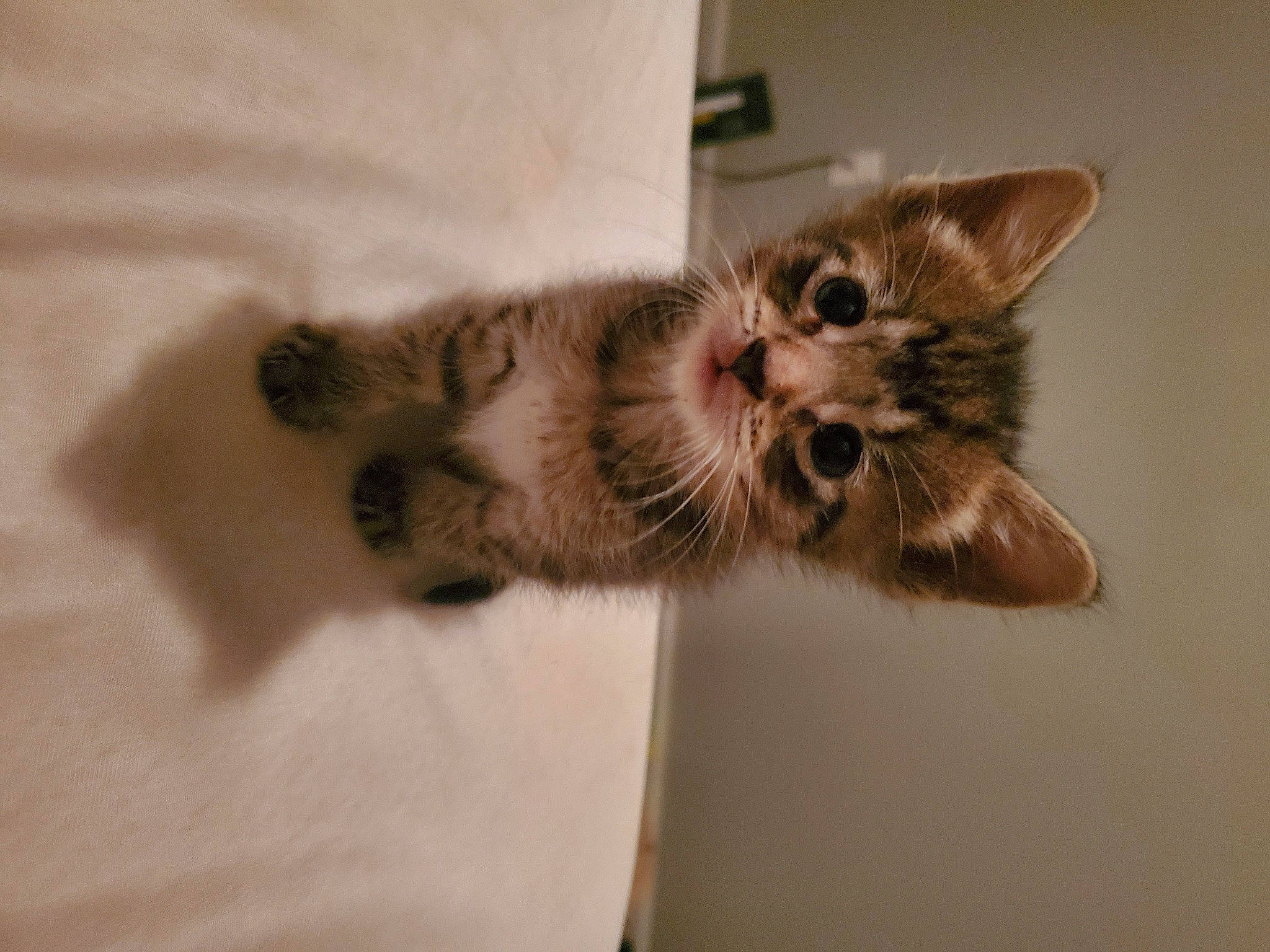 Killer joined the competition — help win amazing prizes! carnivore, cat, claw, domestic_short_haired_cat, ear, fawn, felidae, fur, paw, small_to_medium_sized_cats, snout, tail, terrestrial_animal, whiskers