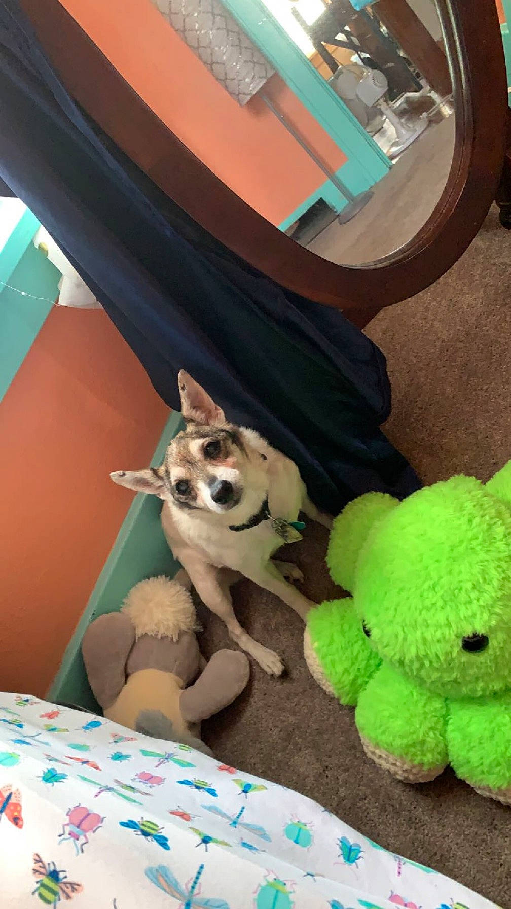 Alex joined the competition — help win amazing prizes! ball, canidae, carnivore, chair, companion_dog, dog, dog_breed, dog_clothes, dog_supply, fawn, felidae, flooring, linens, snout, sporting_group, stuffed_toy, tail, toy, toy_dog, working_animal