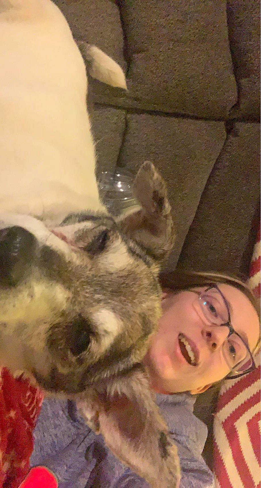 Alex is registered to the contest to win money with this photo: canidae, carnivore, companion_dog, dog, dog_breed, ear, eyelash, fawn, fur, gesture, happy, nose, paw, selfie, smile, snout, sporting_group, whiskers, wood, working_animal