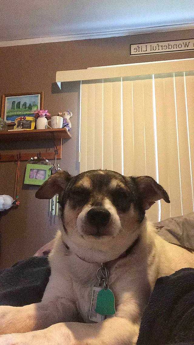 Alex joined the competition — help win amazing prizes! canidae, carnivore, collar, companion_dog, couch, dog, dog_breed, ear, fawn, flooring, fur, linens, room, shelving, snout, sporting_group, toy_dog, whiskers, wood, working_animal