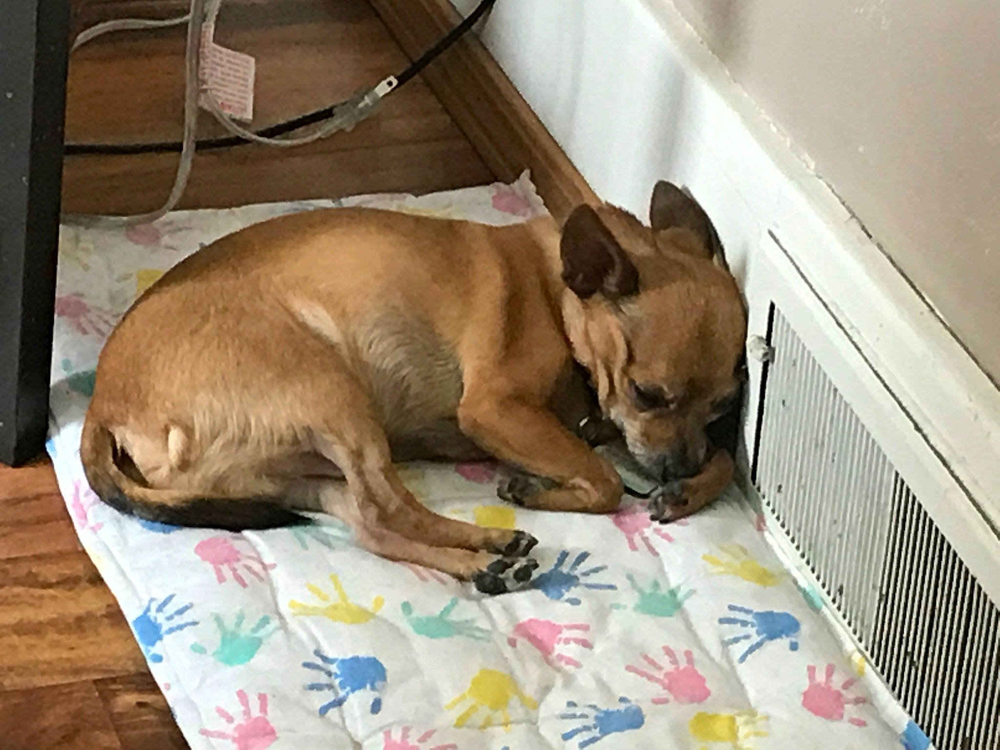 Derf joined the competition — help win amazing prizes! carnivore, comfort, companion_dog, dog, dog_bed, dog_breed, dog_supply, fawn, flooring, hardwood, liver, nap, non_sporting_group, paw, pet_supply, sporting_group, toy_dog, working_animal