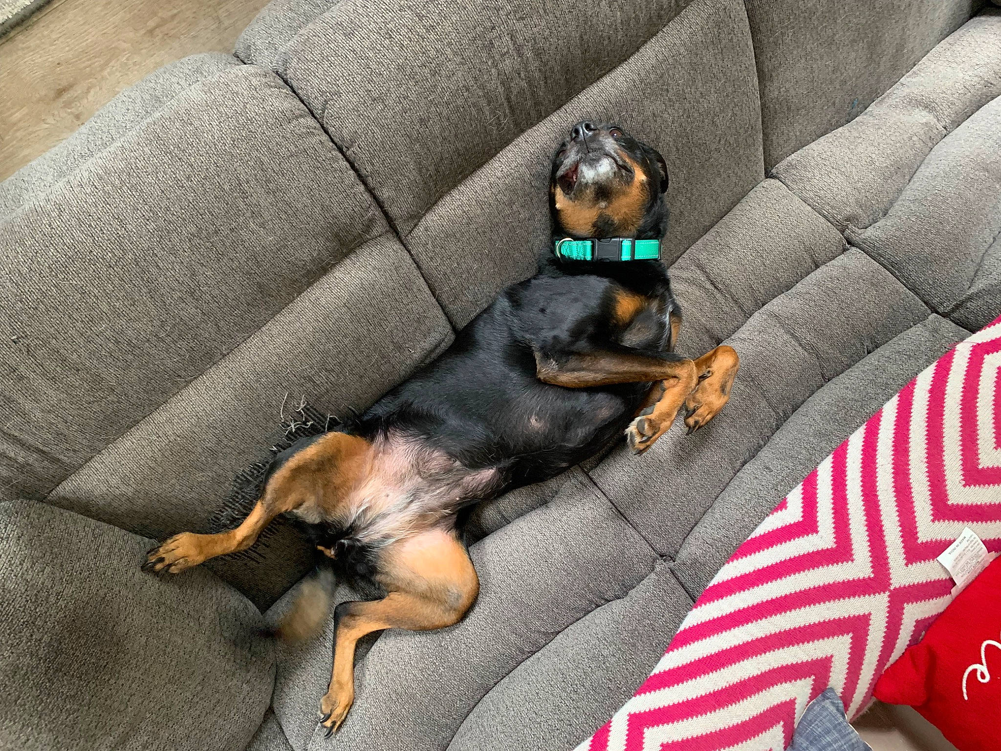 Mini is registered to the contest to win money with this photo: canidae, carnivore, comfort, companion_dog, couch, dog, dog_breed, dog_supply, flag, guard_dog, hound, linens, paw, pet_supply, pinscher, prazsky_krysarik, sporting_group, toy_dog, working_animal, working_dog